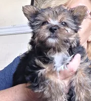 Cash, a male Yorkshire Terrier for sale in Jarratt, VA – 1 of 10