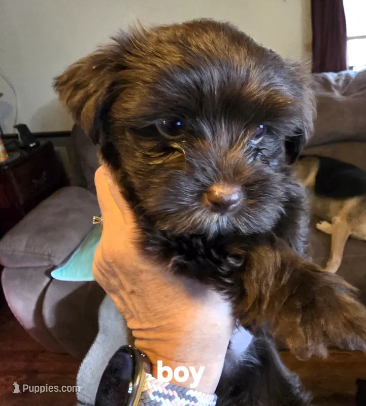 Eddie  – Yorkshire Terrier puppy for sale in Jarratt, VA
