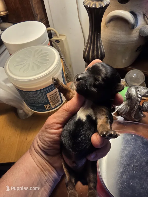 Cash – Yorkshire Terrier puppy for sale in Jarratt, VA