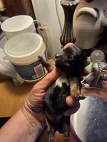 Cash, a male Yorkshire Terrier for sale in Jarratt, VA – 9 of 10
