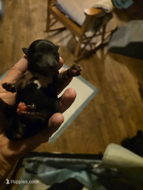 Cash – Yorkshire Terrier puppy for sale in Jarratt, VA