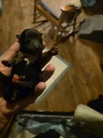 Cash, a male Yorkshire Terrier for sale in Jarratt, VA – Photo 1 of 4