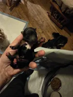 Cash, a male Yorkshire Terrier for sale in Jarratt, VA – Photo 2 of 4