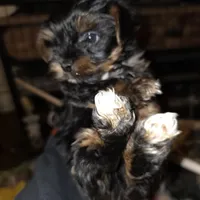 Bode, a male Yorkshire Terrier for sale in Jarratt, VA – Photo 1 of 10