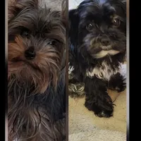 Bode, a male Yorkshire Terrier for sale in Jarratt, VA – Photo 8 of 10