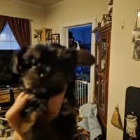 Bode, a male Yorkshire Terrier for sale in Jarratt, VA – Photo 3 of 10