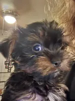 Bode, a male Yorkshire Terrier for sale in Jarratt, VA – Photo 10 of 10