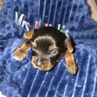 Bode, a male Yorkshire Terrier for sale in Jarratt, VA – Photo 9 of 10