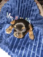 Bode, a male Yorkshire Terrier for sale in Jarratt, VA – Photo 2 of 8