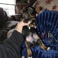 Bode, a male Yorkshire Terrier for sale in Jarratt, VA – Photo 5 of 10