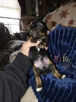 Bode, a male Yorkshire Terrier for sale in Jarratt, VA – Photo 1 of 8