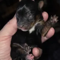 Bode, a male Yorkshire Terrier for sale in Jarratt, VA – Photo 7 of 10