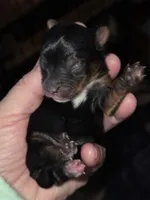 Bode, a male Yorkshire Terrier for sale in Jarratt, VA – Photo 6 of 8