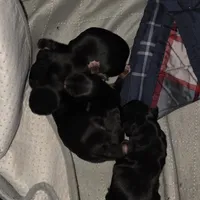 Bode, a male Yorkshire Terrier for sale in Jarratt, VA – Photo 6 of 10