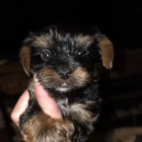 Bode, a male Yorkshire Terrier for sale in Jarratt, VA – Photo 2 of 10