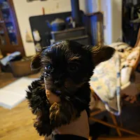 Bode, a male Yorkshire Terrier for sale in Jarratt, VA – Photo 4 of 10