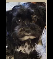 Bode, a male Yorkshire Terrier for sale in Jarratt, VA – Photo 5 of 8