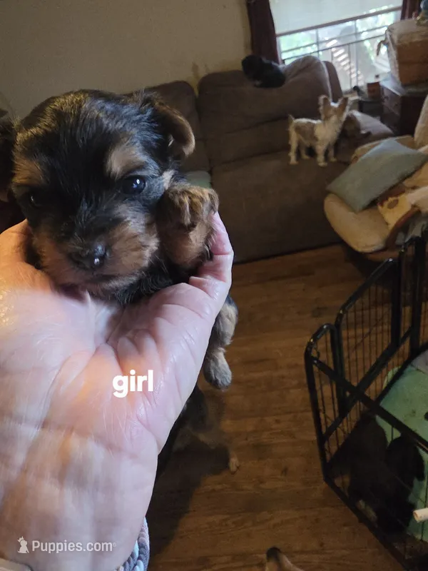 Fiona – Yorkshire Terrier puppy for sale in Jarratt, VA