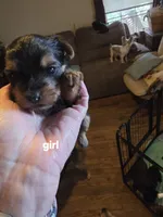 Fiona, a female Yorkshire Terrier for sale in Jarratt, VA – 2 of 9