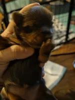Coco's Chocolate Female Yorkie Akc, a female Yorkshire Terrier for sale in Jarratt, VA – 4 of 4