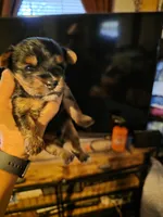 Felix, a male Yorkshire Terrier for sale in Jarratt, VA – 5 of 10