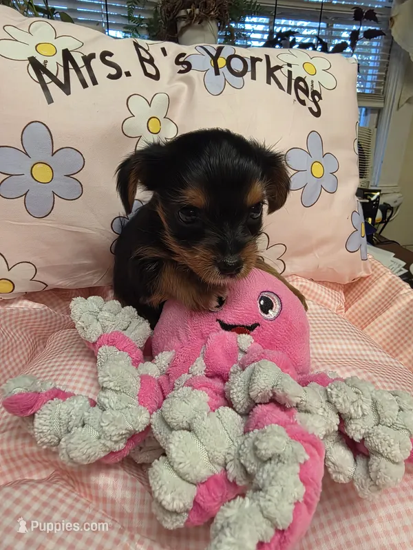 Traditional girl #4 – Yorkshire Terrier puppy for sale in Jarratt, VA