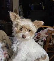 Darcy , a female Yorkshire Terrier for sale in Jarratt, VA – 7 of 8
