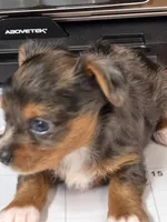 Merle girl #1, a female Yorkshire Terrier for sale in Jarratt, VA – 2 of 6