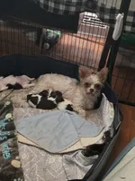 Delilah , a female Yorkshire Terrier for sale in Jarratt, VA – 4 of 7