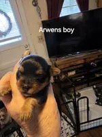 Traditional male Yorkie CKC, a male Yorkshire Terrier for sale in Jarratt, VA – 4 of 6