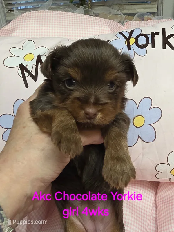 Coco's Chocolate Female Yorkie Akc – Yorkshire Terrier puppy for sale in Jarratt, VA