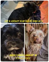 Enzo, a male Yorkshire Terrier for sale in Jarratt, VA – 7 of 7
