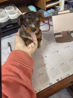 Merle girl #1, a female Yorkshire Terrier for sale in Jarratt, VA – 5 of 6