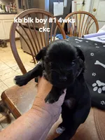 Elliott , a male Yorkshire Terrier for sale in Jarratt, VA – 5 of 7