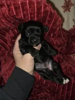 Onyx, a female Yorkshire Terrier for sale in Jarratt, VA – Photo 1 of 8