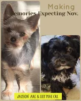 Onyx, a female Yorkshire Terrier for sale in Jarratt, VA – Photo 6 of 8