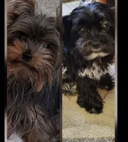 Onyx, a female Yorkshire Terrier for sale in Jarratt, VA – Photo 4 of 8