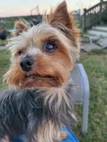 Onyx, a female Yorkshire Terrier for sale in Jarratt, VA – Photo 3 of 8