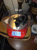 Onyx, a female Yorkshire Terrier for sale in Jarratt, VA – Photo 5 of 8