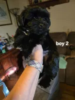 Elliott , a male Yorkshire Terrier for sale in Jarratt, VA – 4 of 10