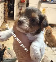 Darcy , a female Yorkshire Terrier for sale in Jarratt, VA – 2 of 8
