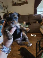 Felix, a male Yorkshire Terrier for sale in Jarratt, VA – 2 of 10