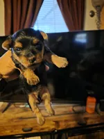 Fiona, a female Yorkshire Terrier for sale in Jarratt, VA – 4 of 9