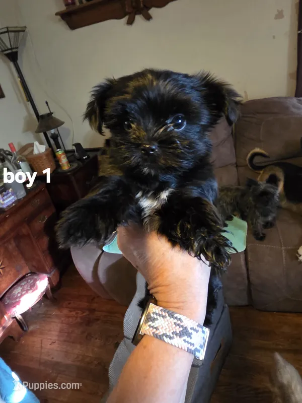 Enzo – Yorkshire Terrier puppy for sale in Jarratt, VA