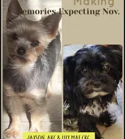 Bella, a female Yorkshire Terrier for sale in Jarratt, VA – Photo 5 of 8