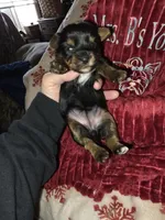 Bella, a female Yorkshire Terrier for sale in Jarratt, VA – Photo 1 of 8