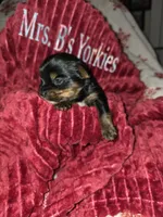 Bella, a female Yorkshire Terrier for sale in Jarratt, VA – Photo 8 of 8