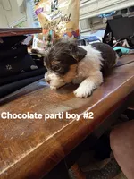 Dexter, a male Yorkshire Terrier for sale in Jarratt, VA – 8 of 9