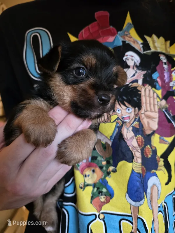 Baxter – Yorkshire Terrier puppy for sale in Jarratt, VA