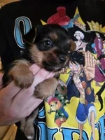 Baxter, a male Yorkshire Terrier for sale in Jarratt, VA – 1 of 10